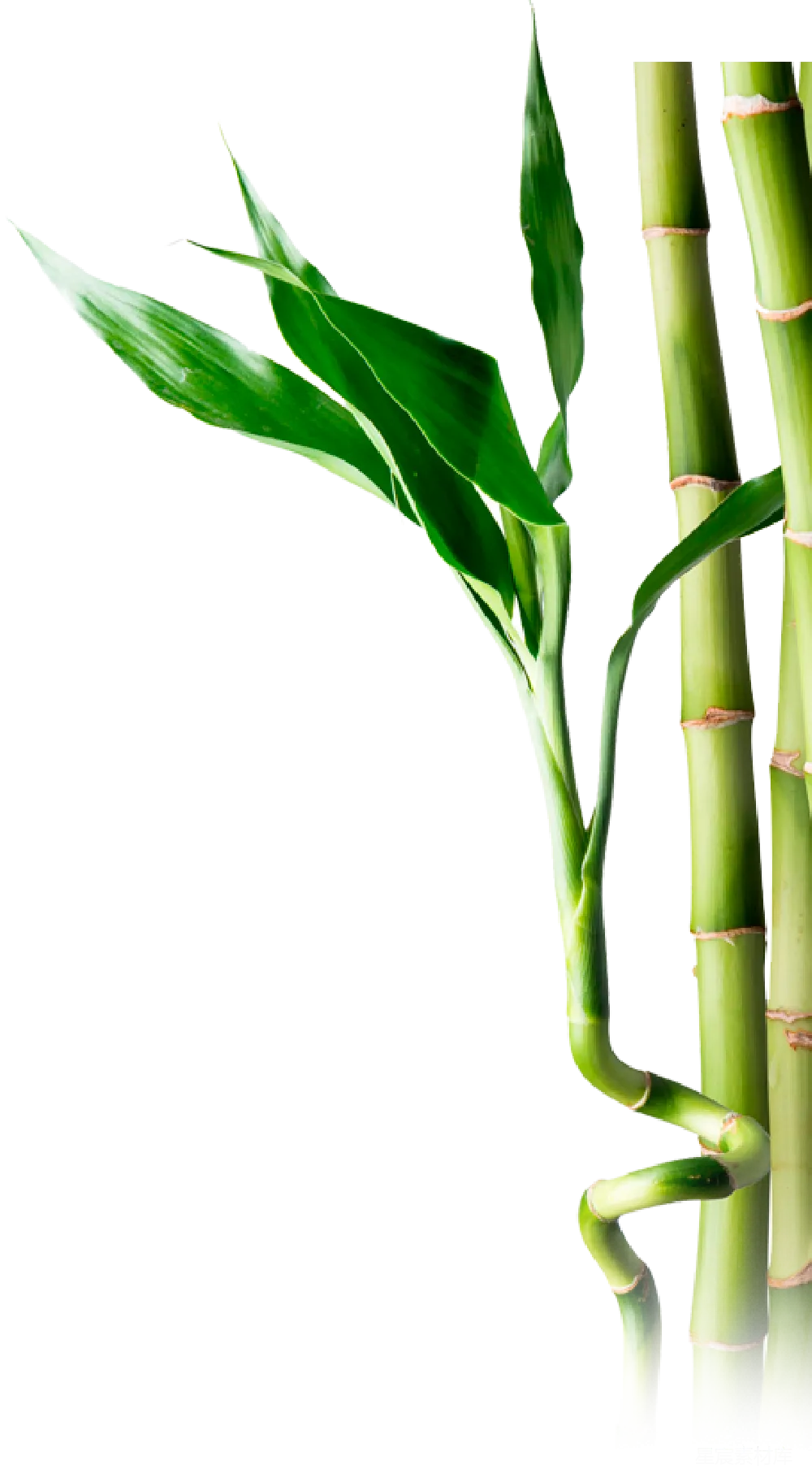 元素素材 竹子