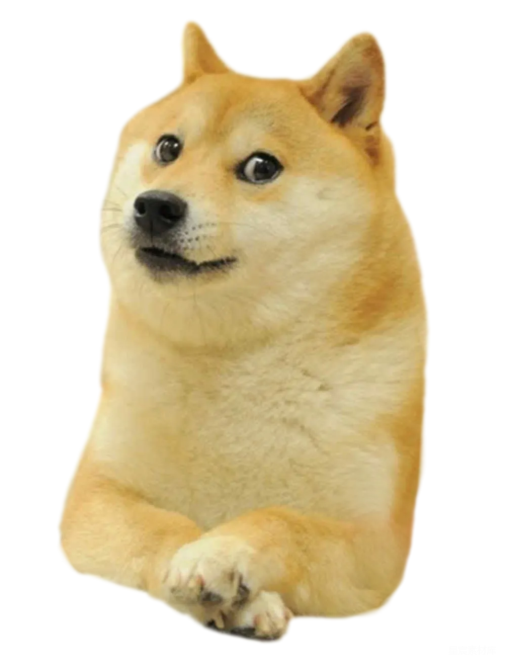 元素素材 柴犬 表情包 搞笑 柴犬表情包