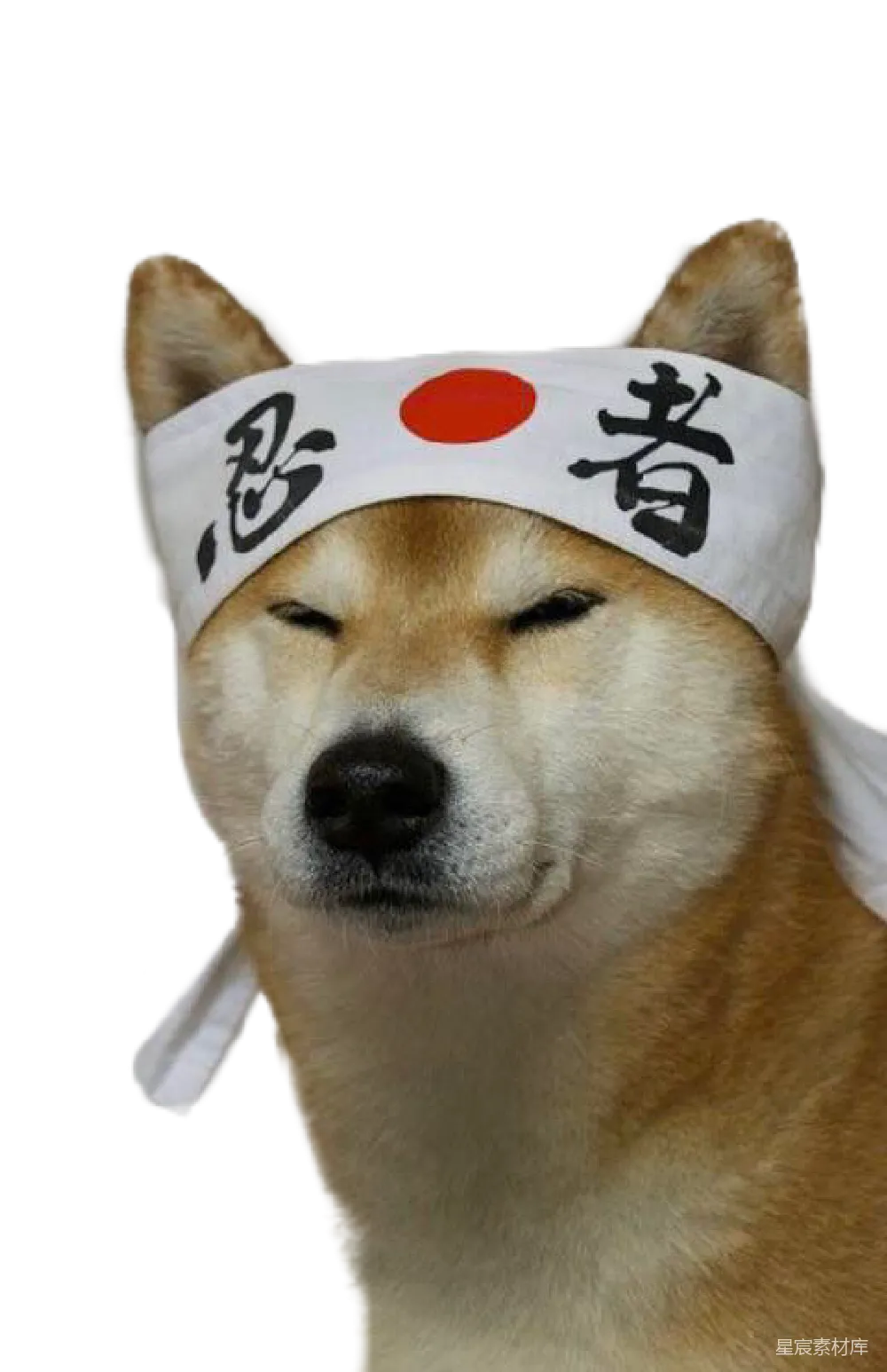元素素材 元素 狗币