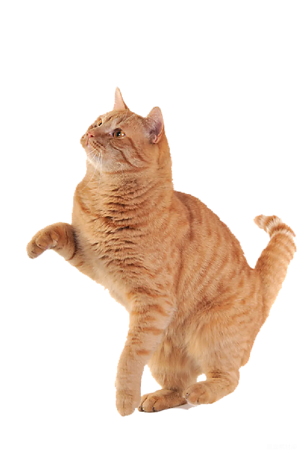 元素素材 元素 猫
