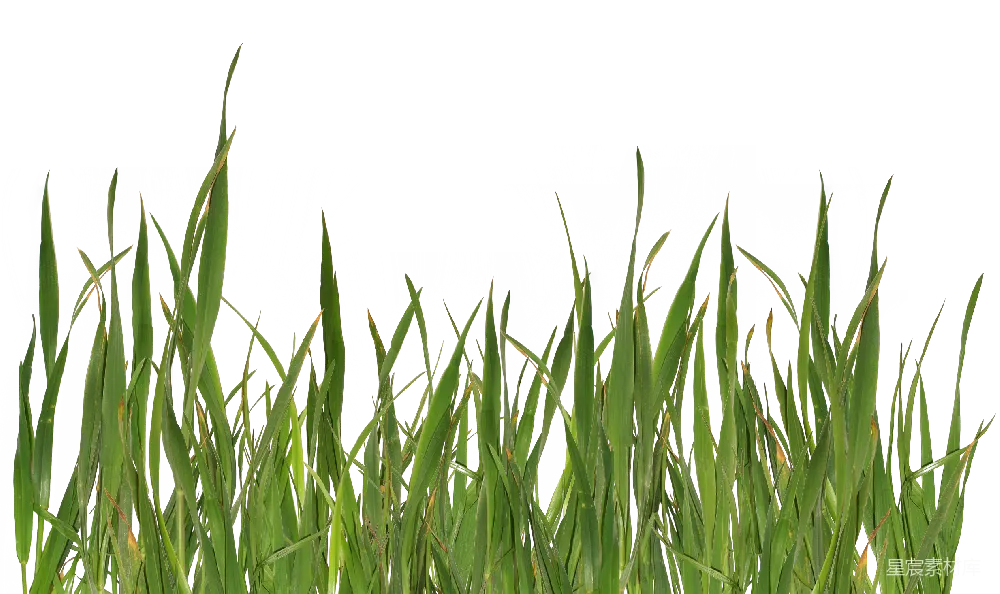 元素素材 草