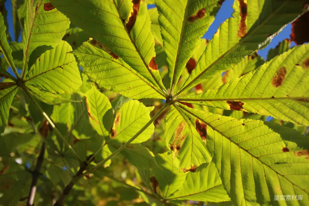 高清摄影 植物的特写镜头