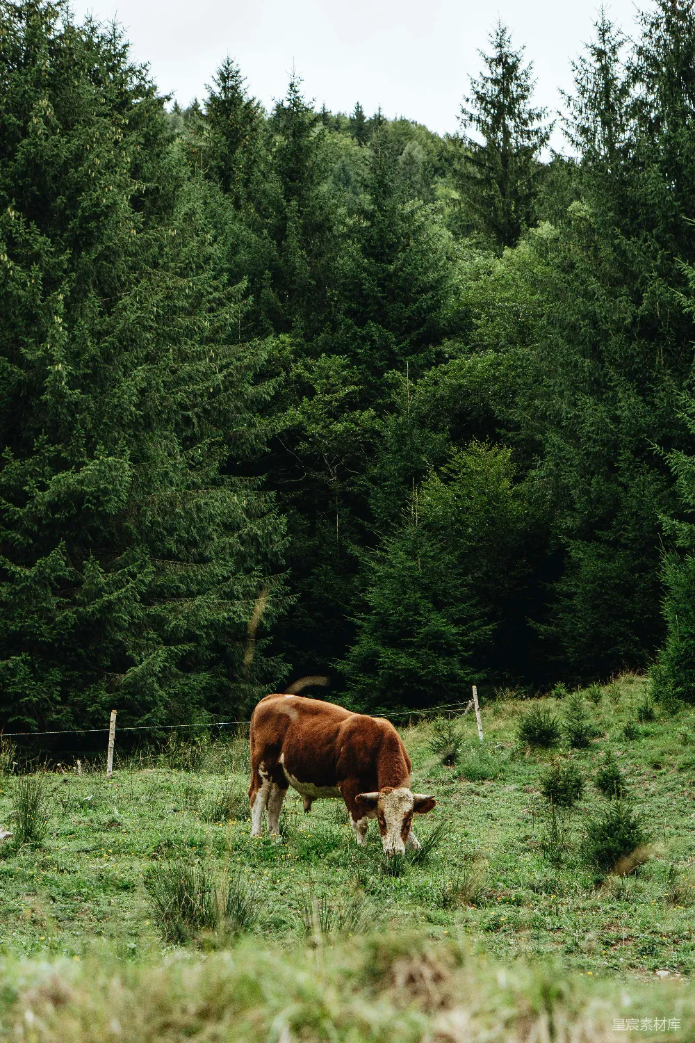 高清摄影 棕色奶牛在一片绿色草地上 grazing，在森林的背景中。