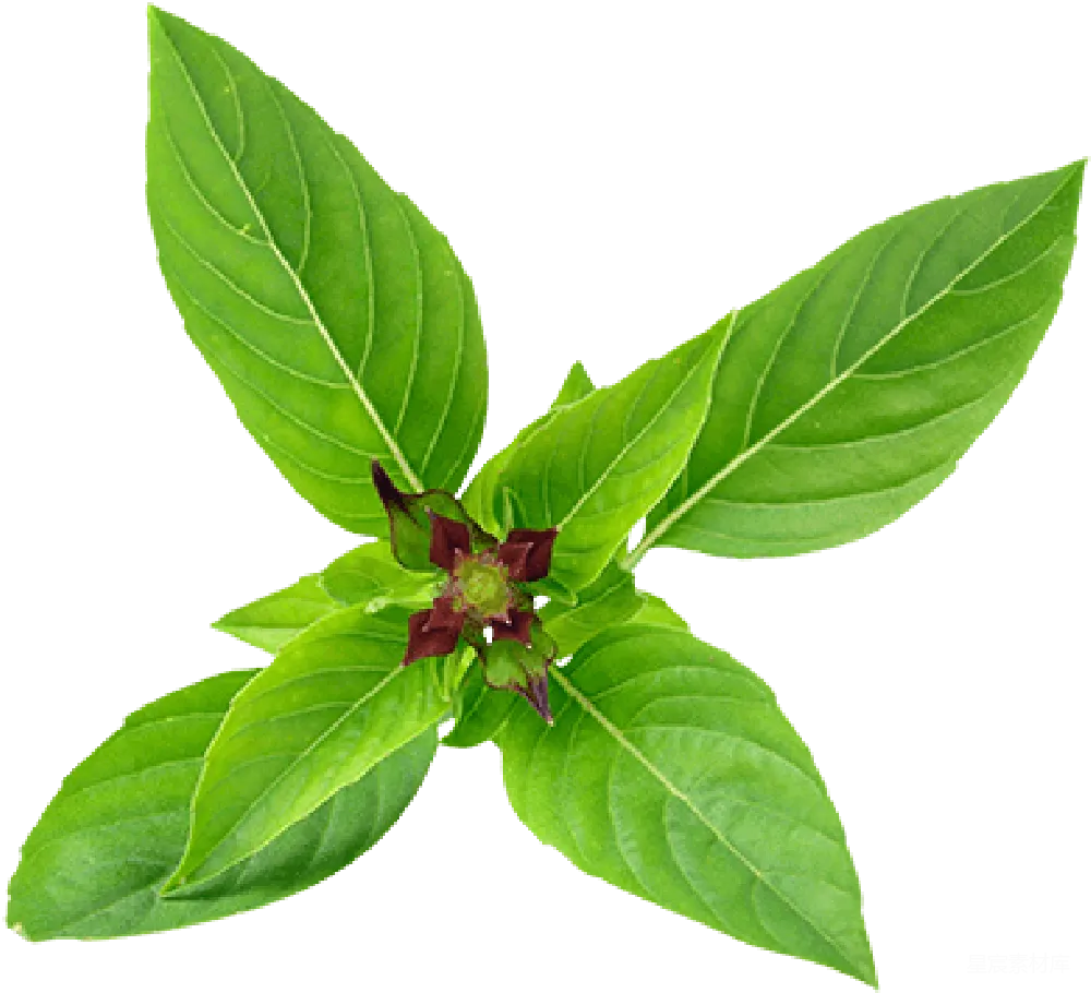 元素素材 元素 薄荷