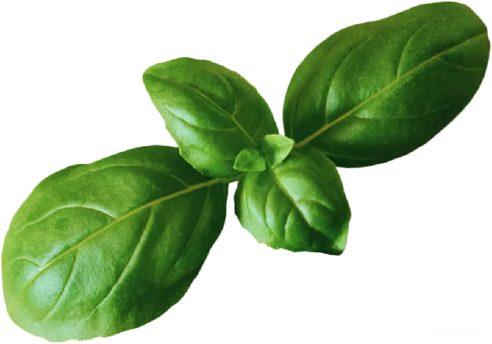 元素素材 元素 basil