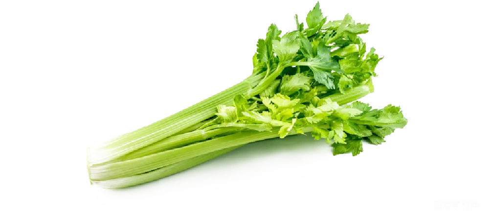 元素素材 Celery