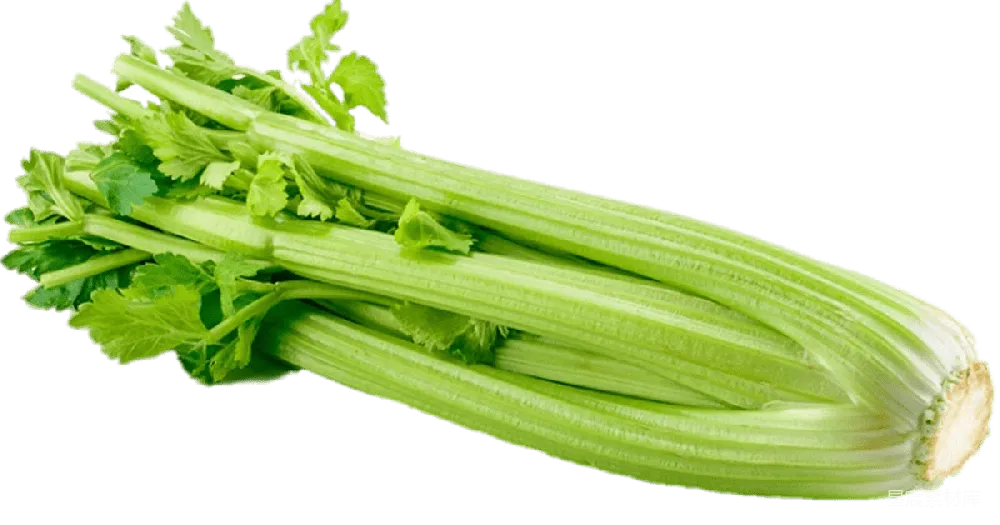元素素材 Celery