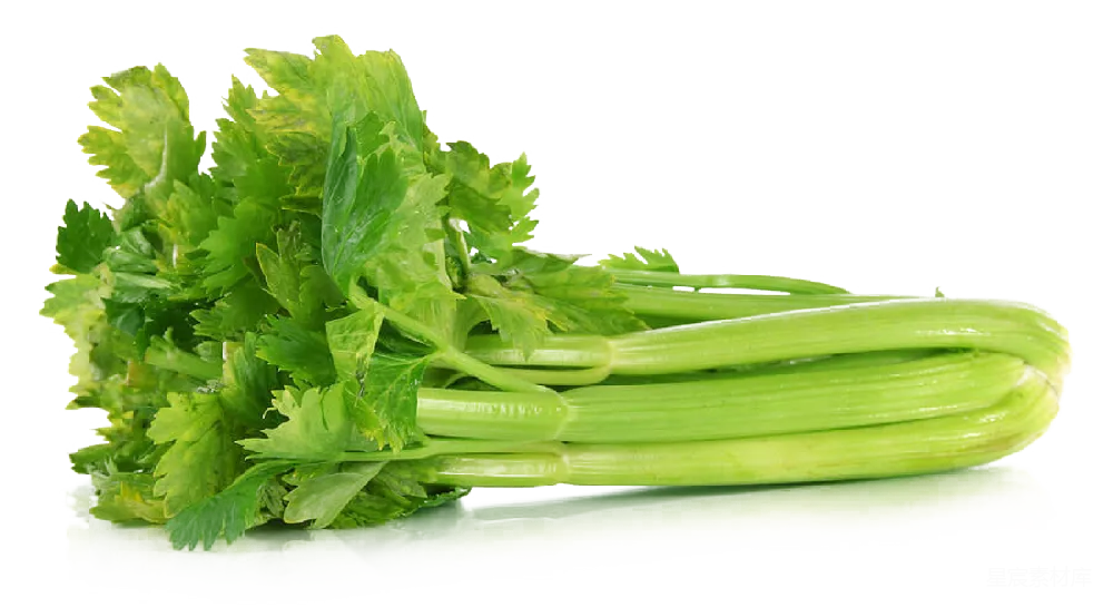 元素素材 Celery