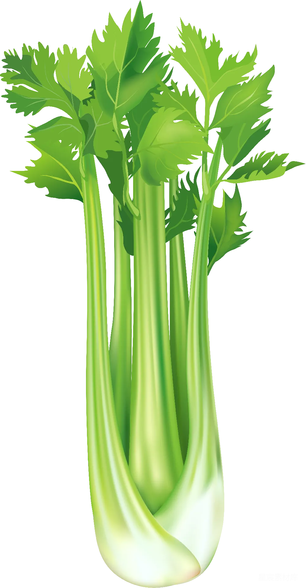 元素素材 Celery