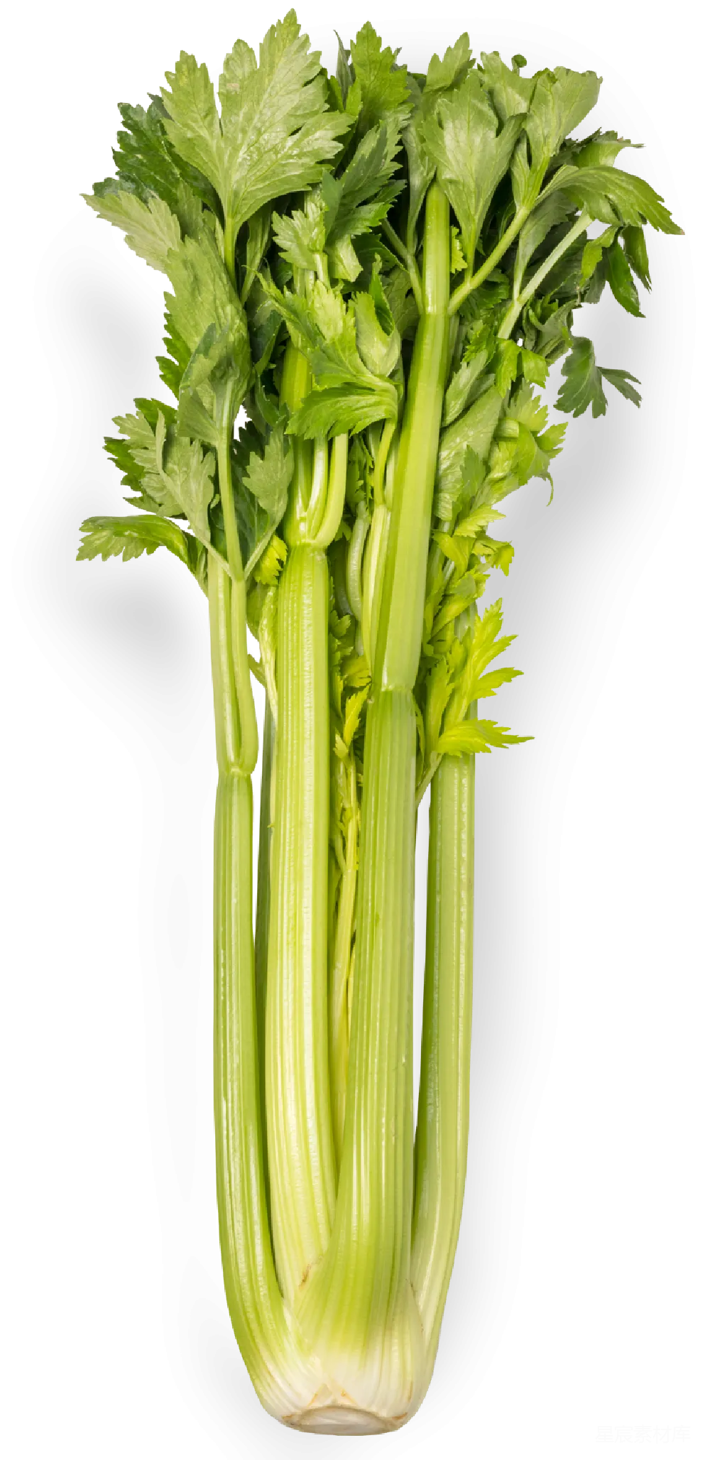 元素素材 元素 Celery