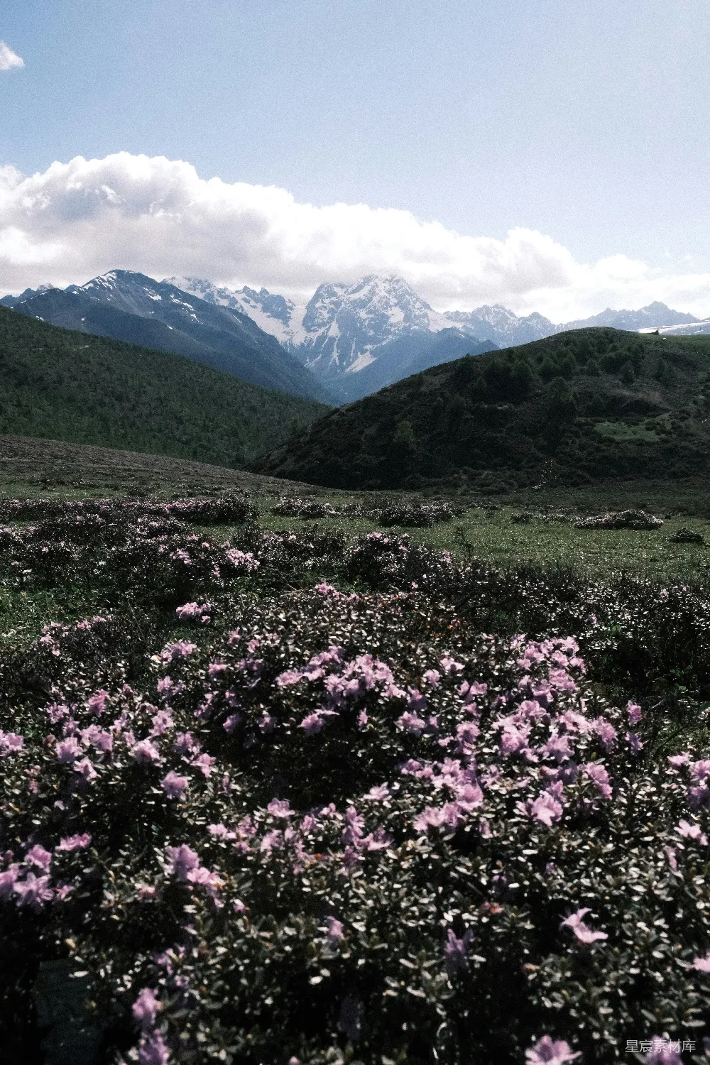 高清摄影  紫色花田远处是白雪覆盖的山峦。