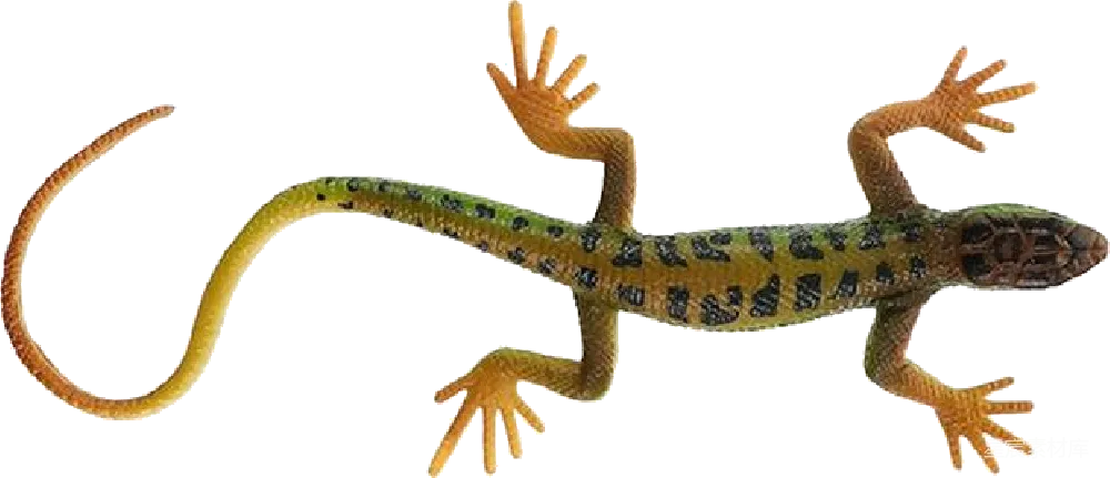 元素素材 元素 Gecko