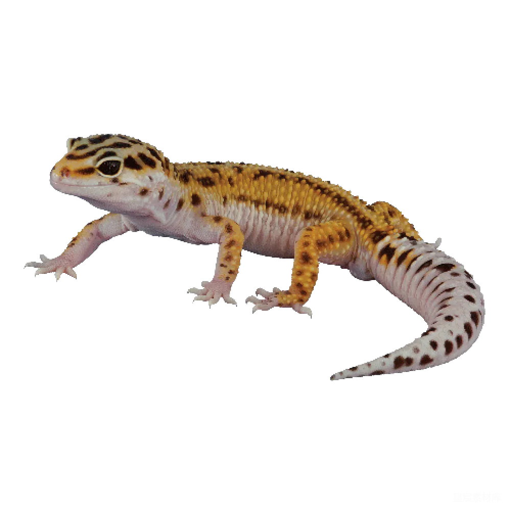 元素素材 元素 Gecko