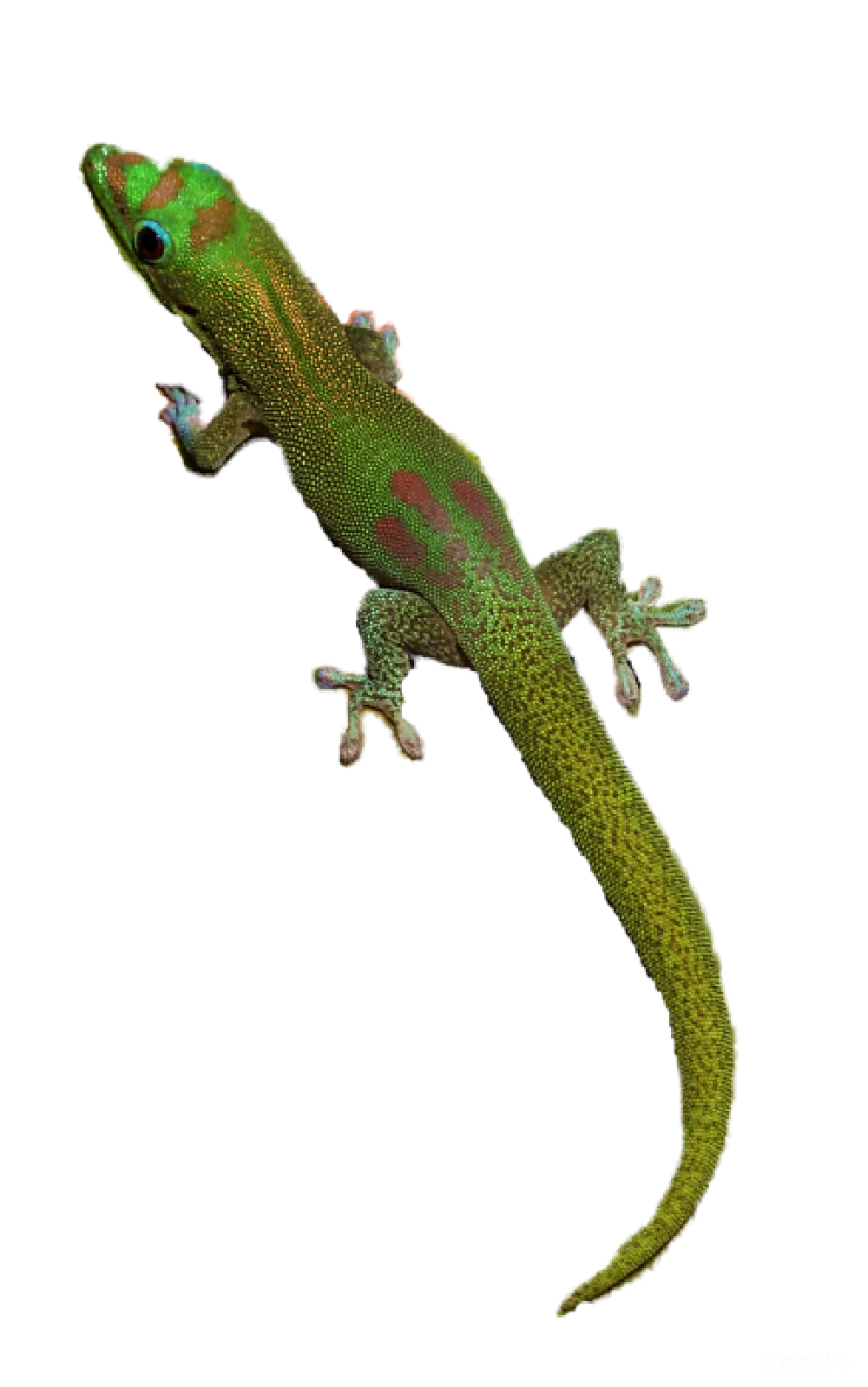 元素素材 Gecko