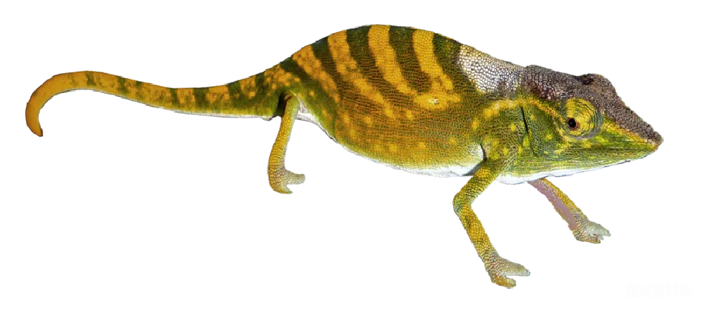 元素素材 Gecko