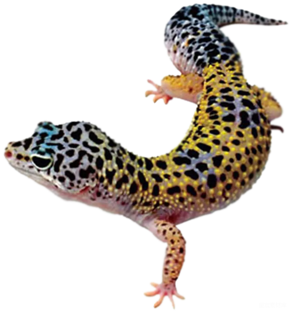 元素素材 元素 Gecko