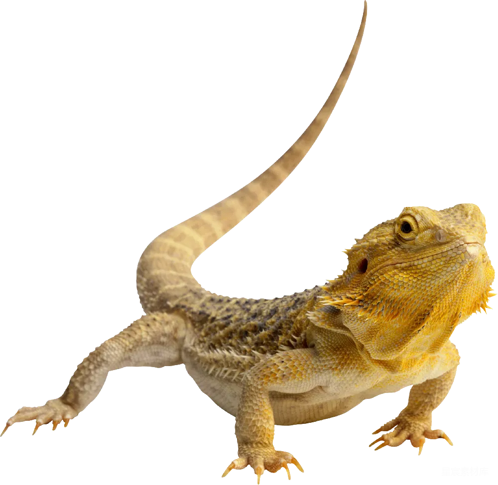 元素素材 Gecko