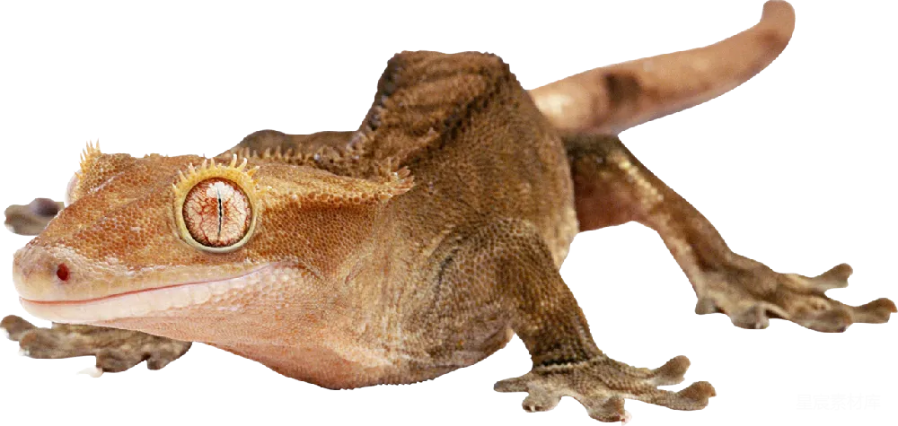 元素素材 元素 Gecko