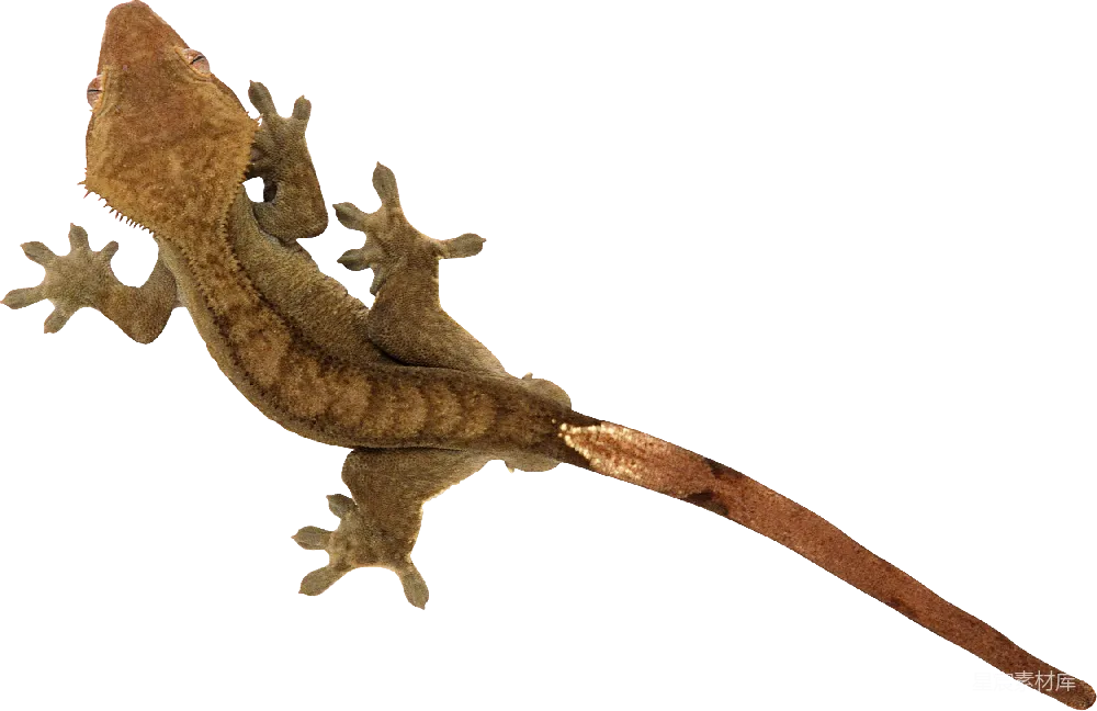 元素素材 元素 Gecko