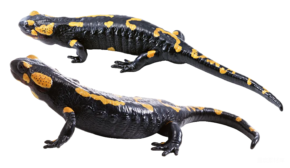 元素素材 Gecko