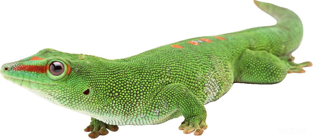 元素素材 元素 Gecko
