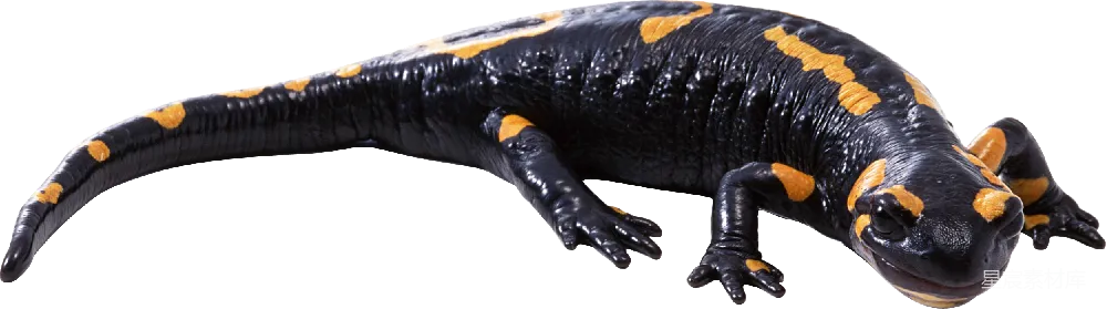 元素素材 Gecko