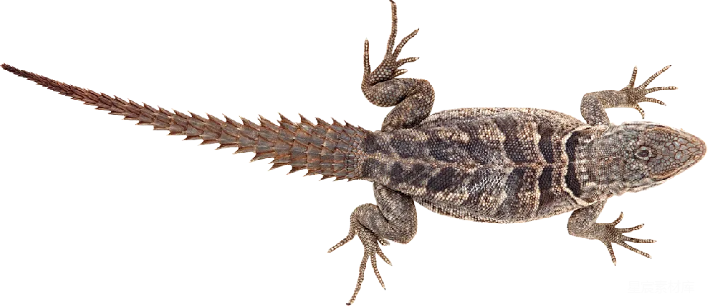 元素素材 元素 Gecko