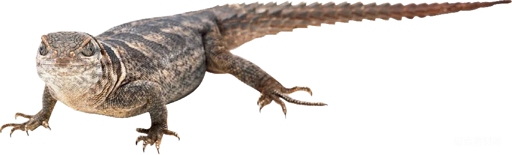 元素素材 Gecko
