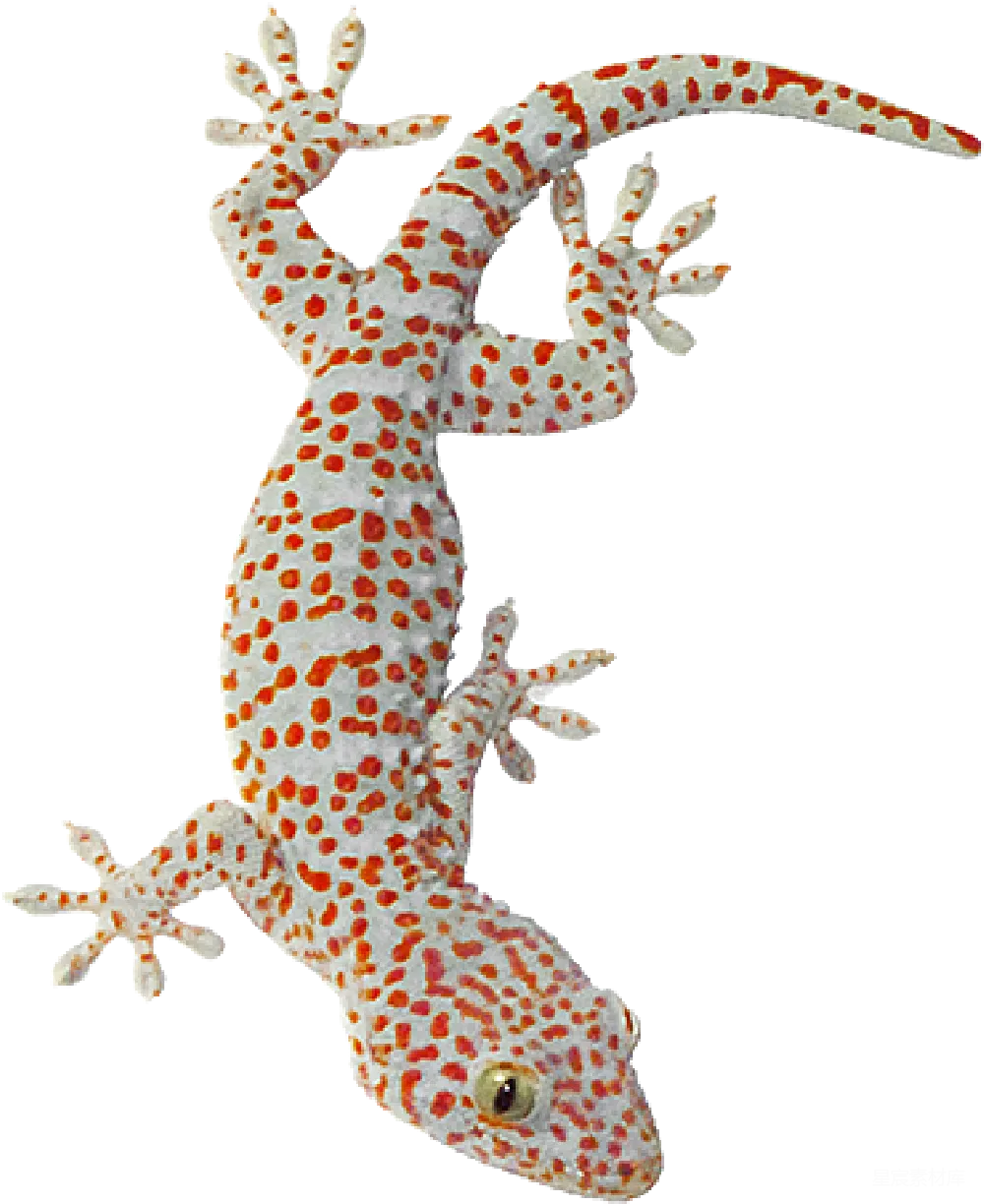元素素材 元素 Gecko