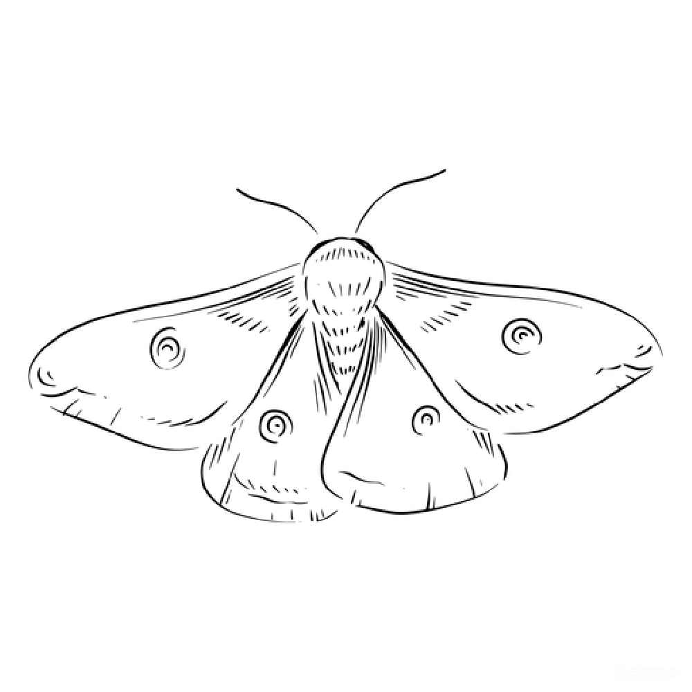 元素素材 蛾