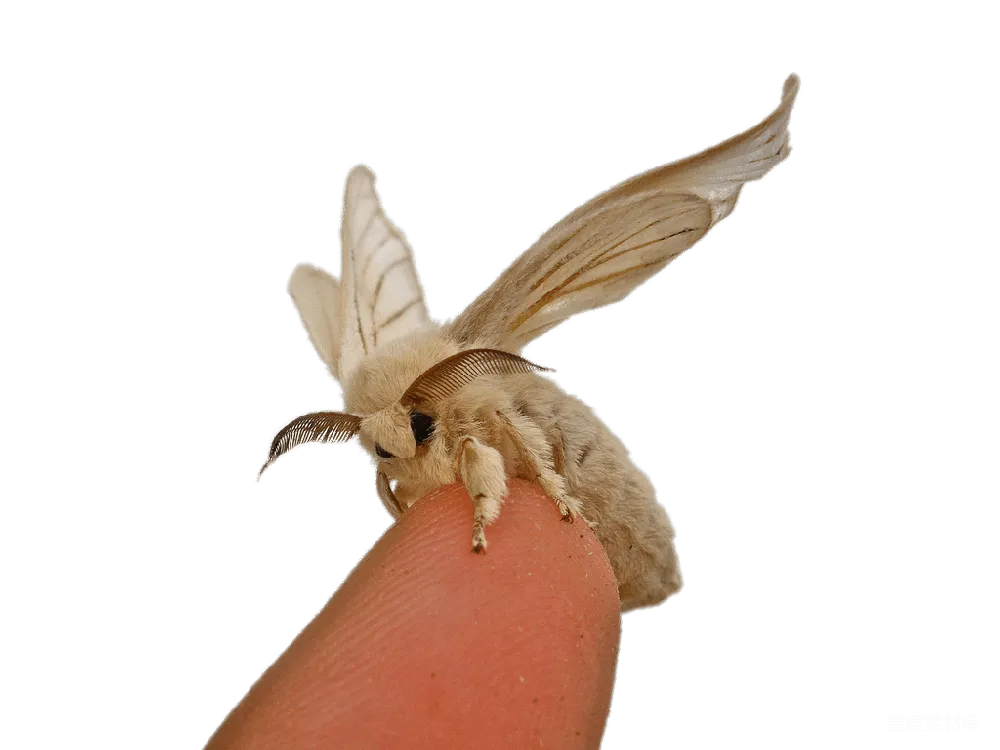 元素素材 元素 蛾