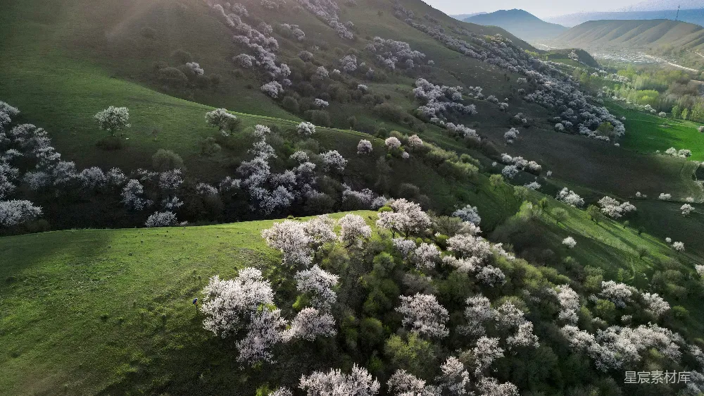 高清摄影 绿 hills 覆盖 白色 开花 树 在 阳光 下。