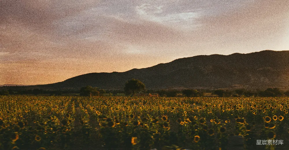 高清摄影  夕阳下的黄色花田
