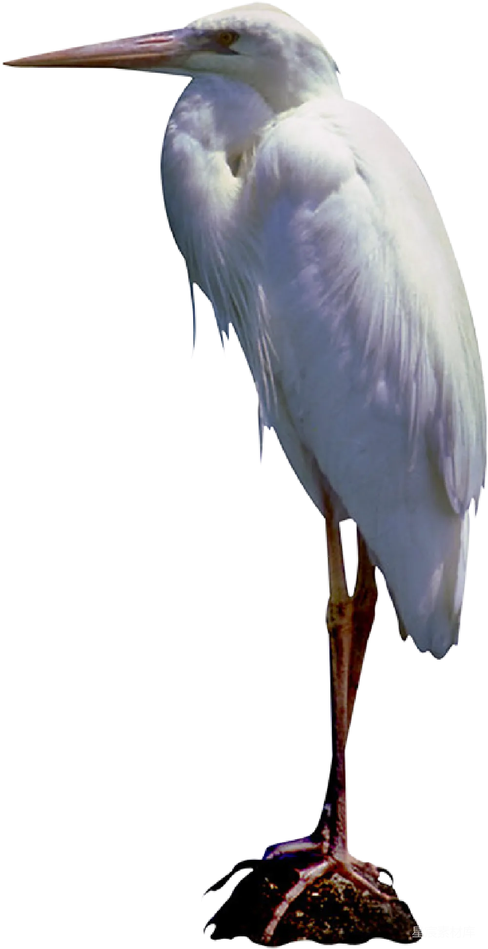 元素素材 赫农