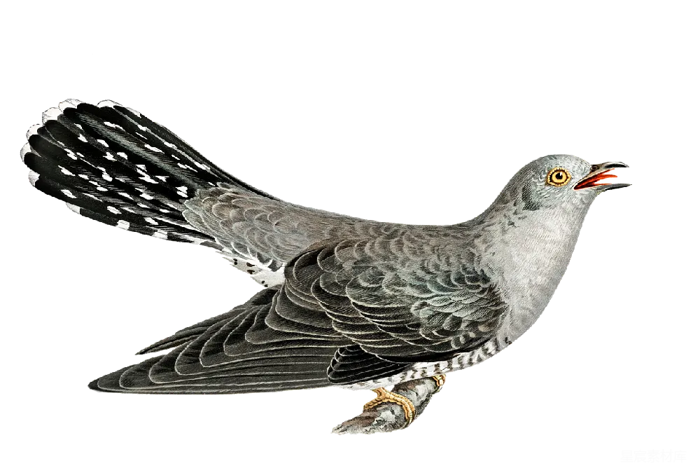 元素素材 元素 cuckoo