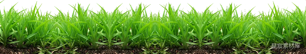 元素素材 自然 对称 植物 对称生长的绿草