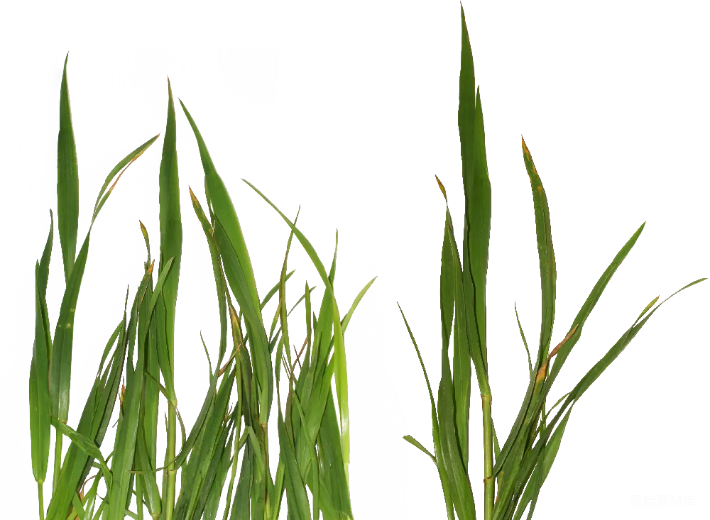 元素素材 元素 草