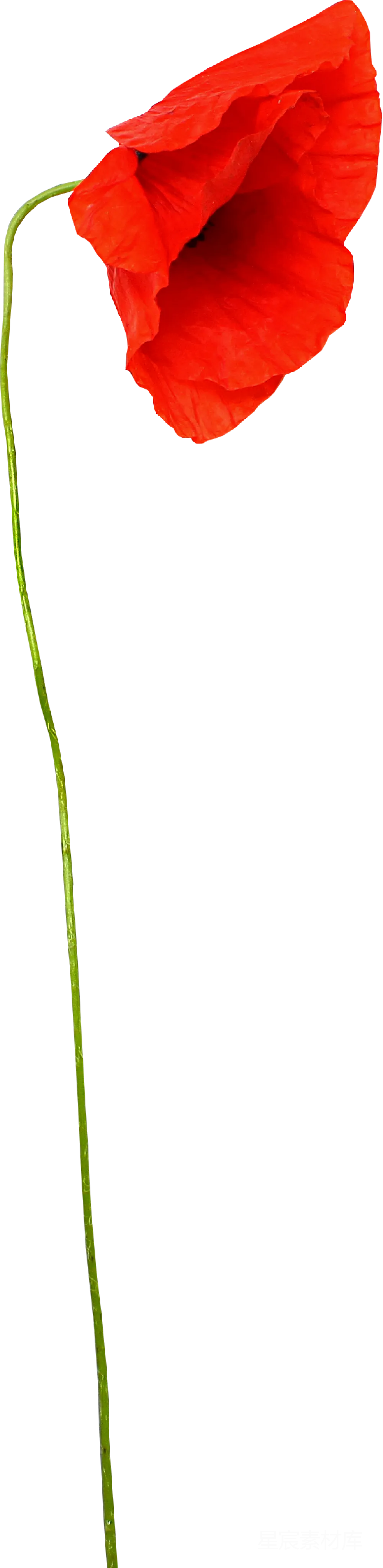 元素素材 罂粟