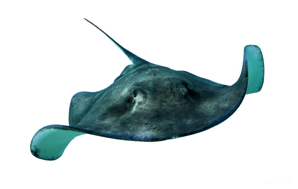 元素素材 海洋生物 深海动物 鳐鱼 深海鳐鱼