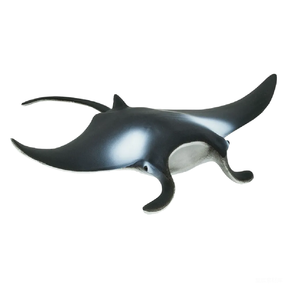 元素素材 海洋生物 模型 教育 双吻蝠鲼模型