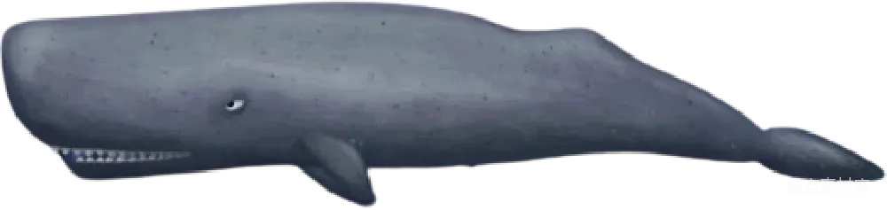 元素素材 虎鲸