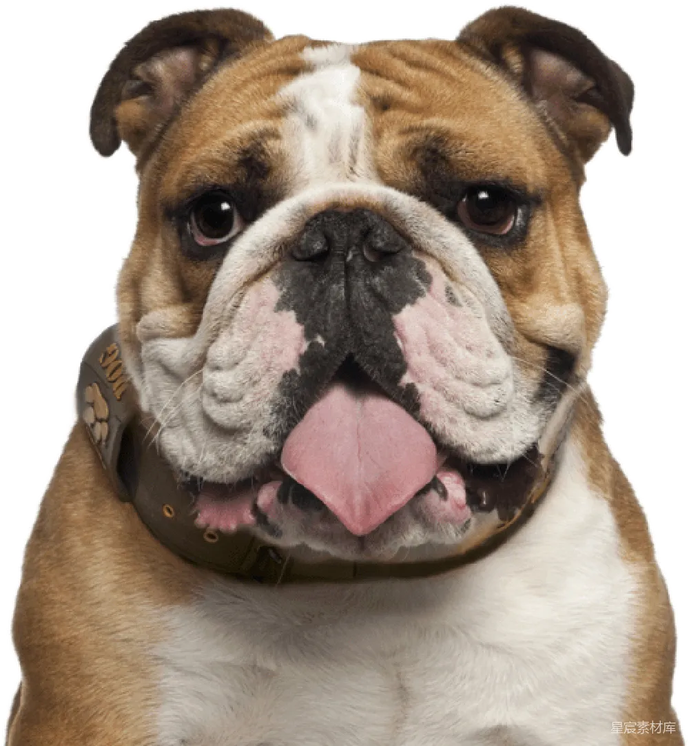元素素材 Bulldog