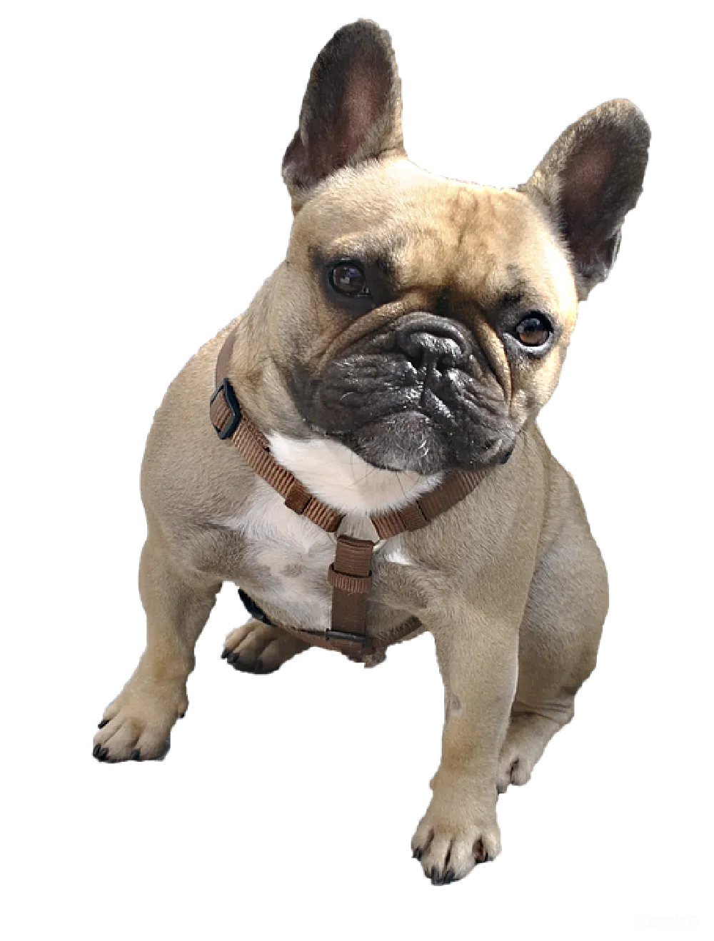 元素素材 Bulldog