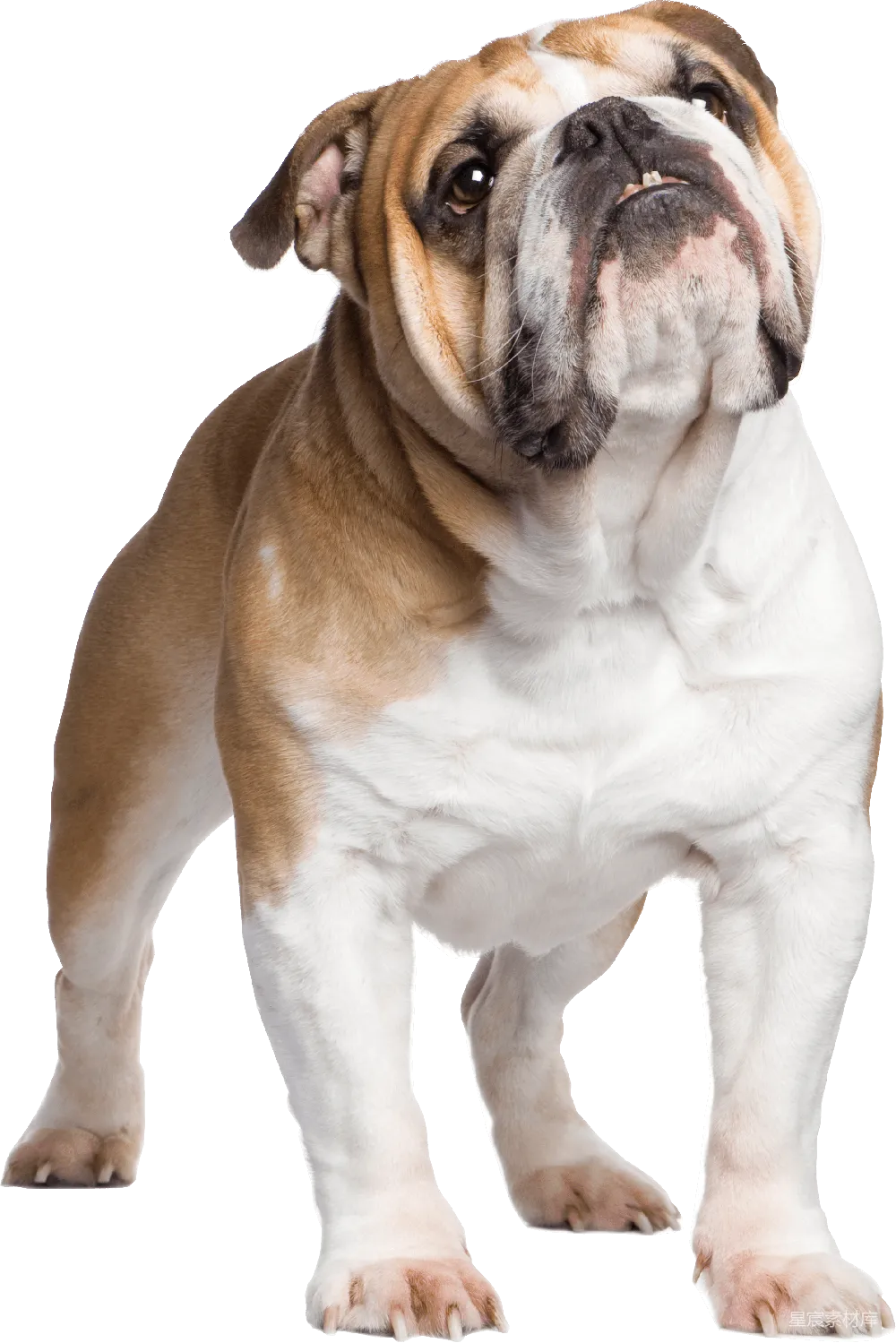 元素素材 元素 Bulldog