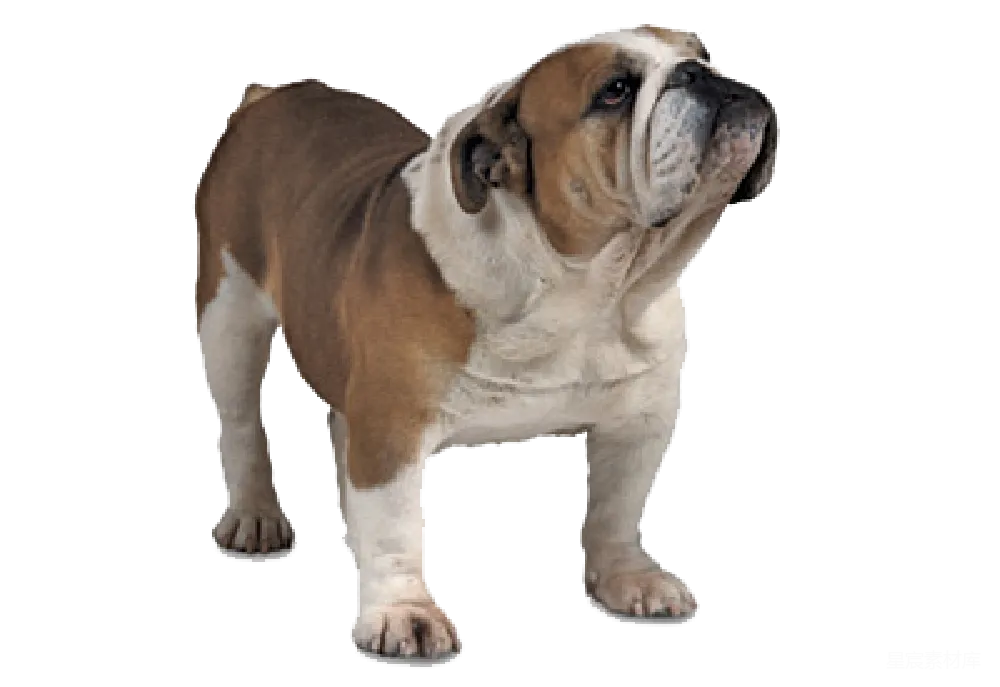 元素素材 Bulldog