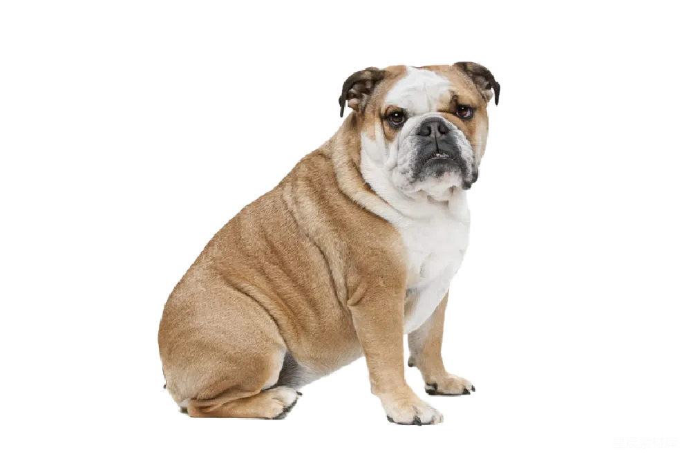 元素素材 PNG