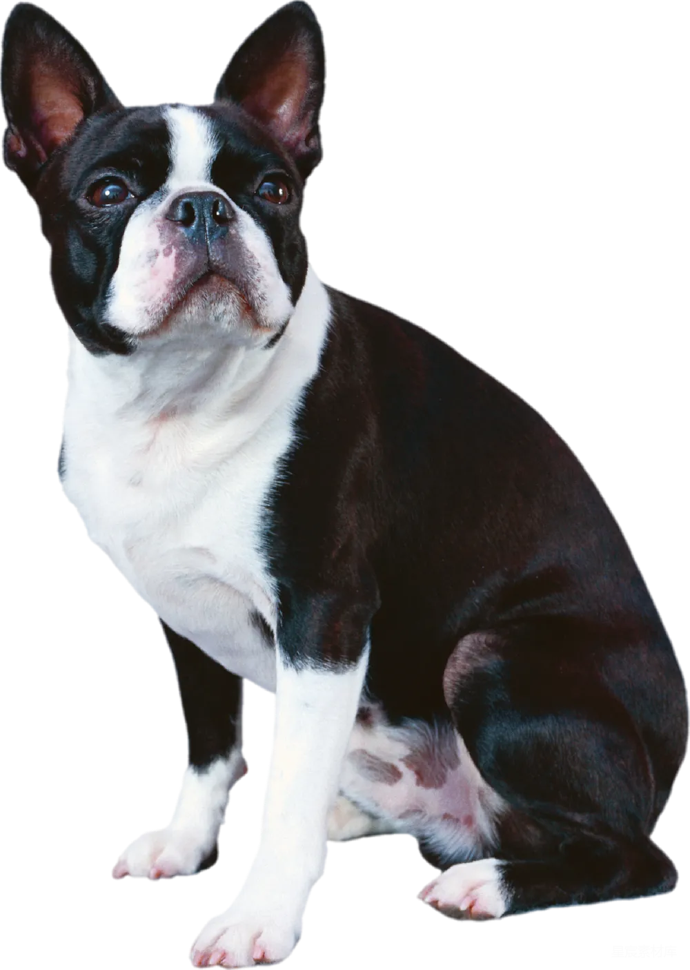 元素素材 宠物 狗 家养动物 美国斗牛犬
