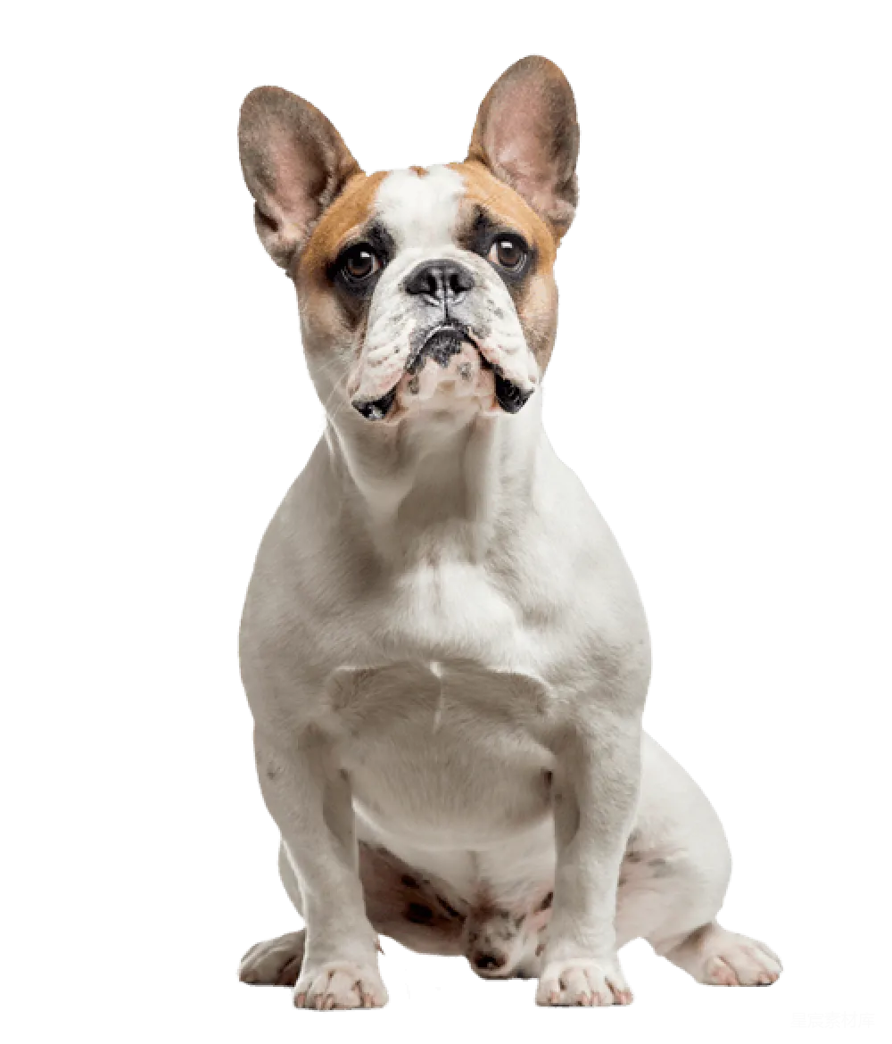 元素素材 元素 Bulldog