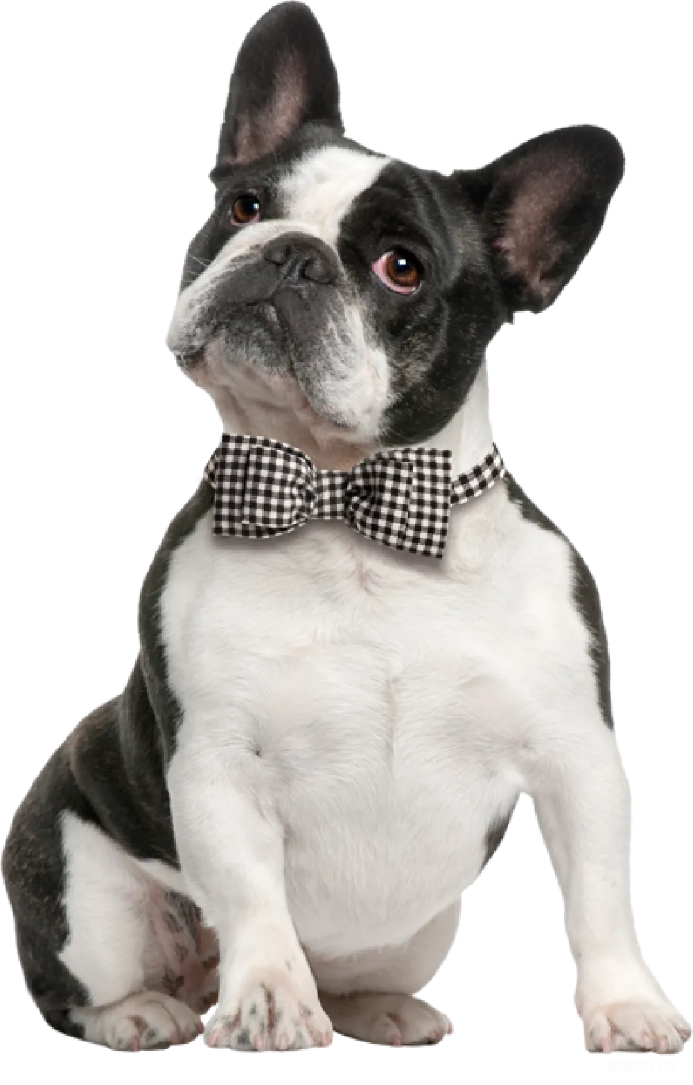 元素素材 元素 Bulldog
