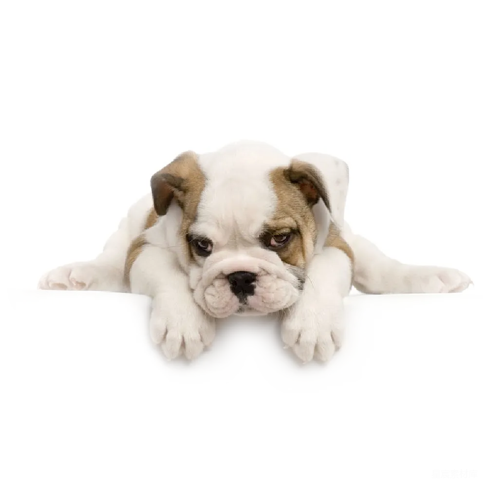 元素素材 元素 Bulldog